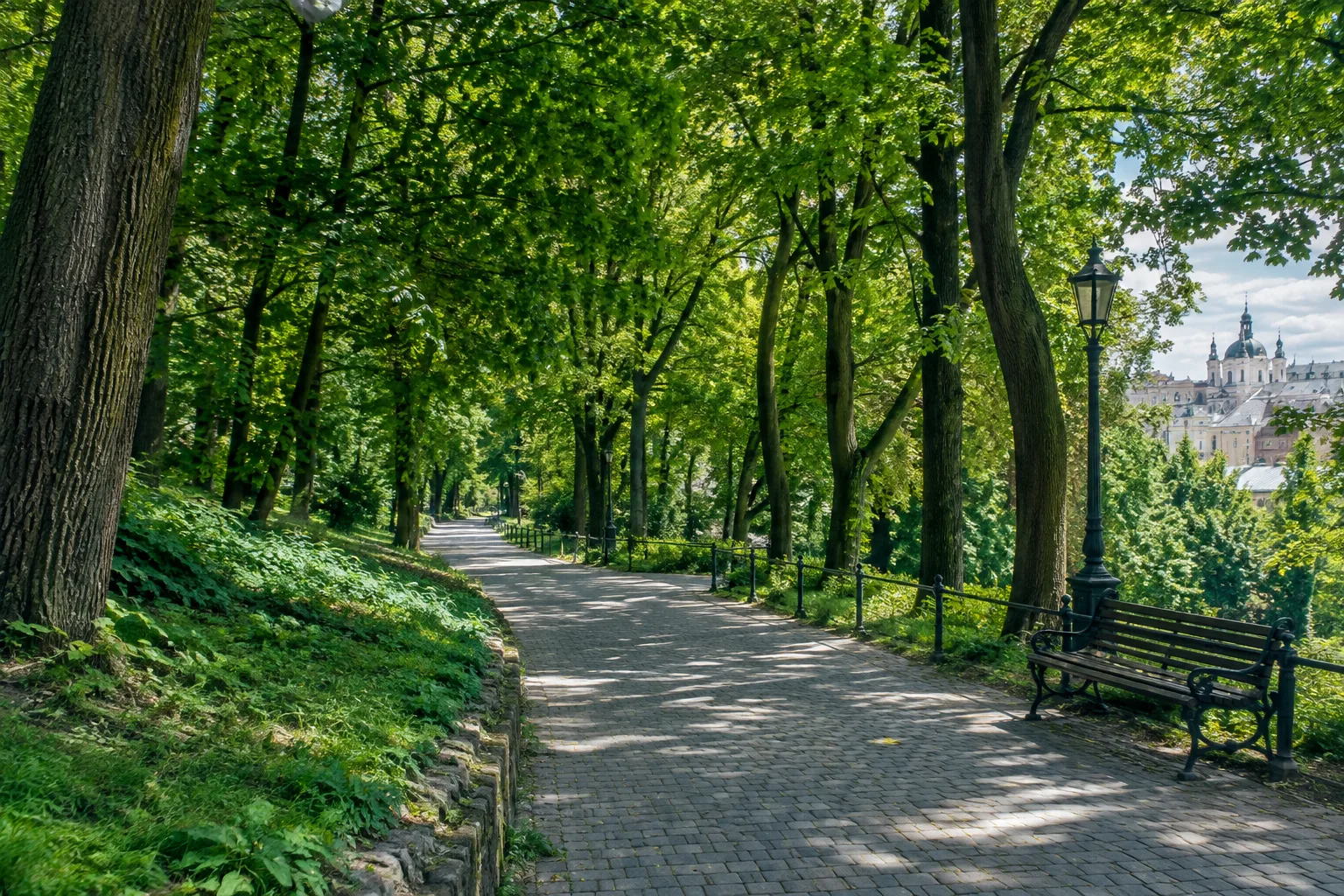 Зеленая аллея для прогулки в львовском парке